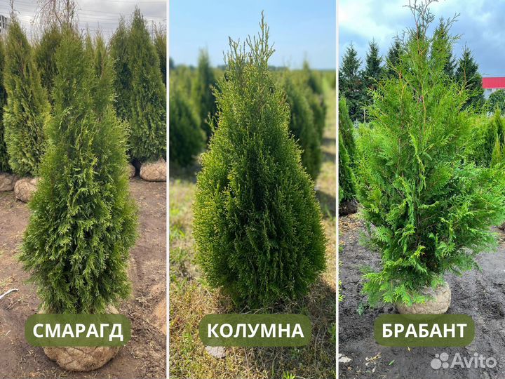 Туя из питомника оптом