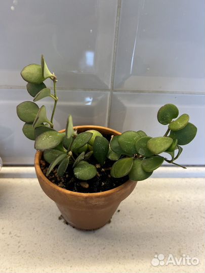 Хойи взрослые и укорененные черенки