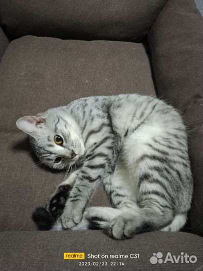 Передержка Хвостики