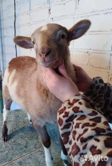 Катумский баранчик