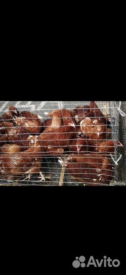 Куры молодки несушки
