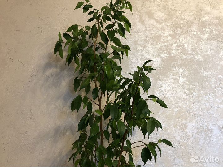 Фикус бенджамина