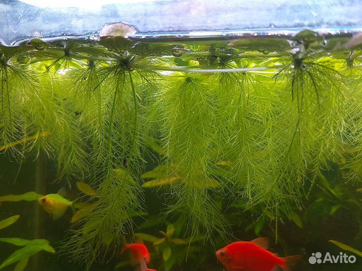 Растения аквариумные Собственного разведения
