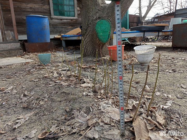 Грецкий орех