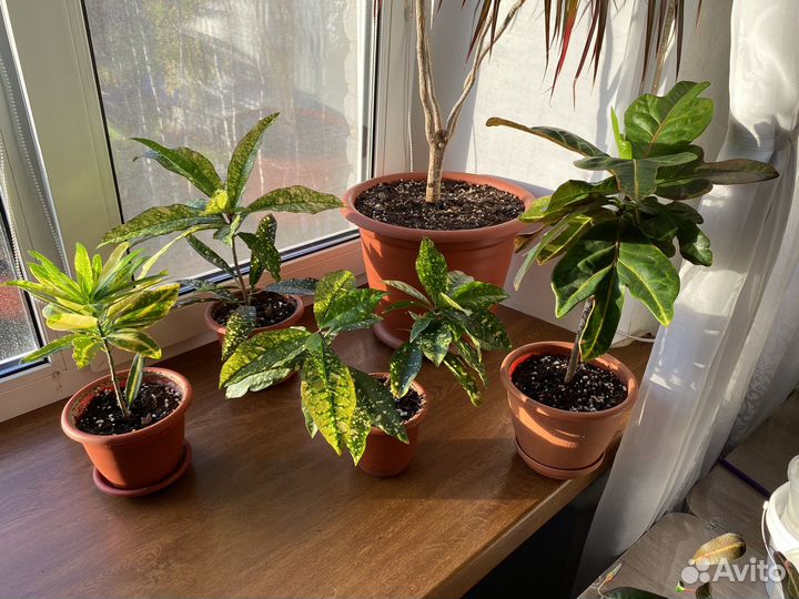 Кодиеум кротон, кротоны
