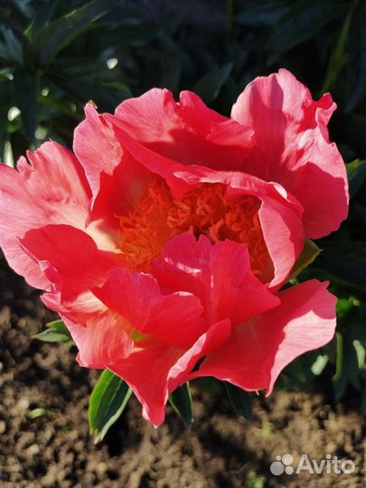 Пионы коллекционные