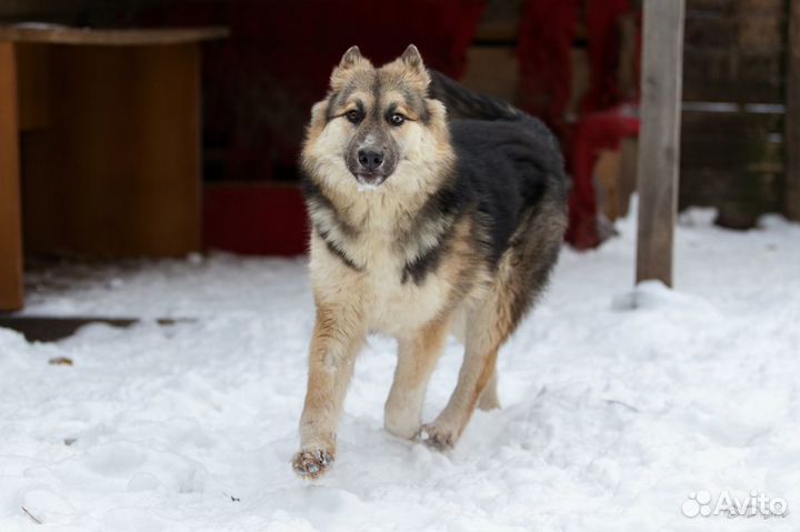 Отдаю собаку щенка Альму в добрые руки