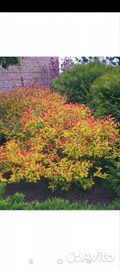 Спирея Голдфлейм