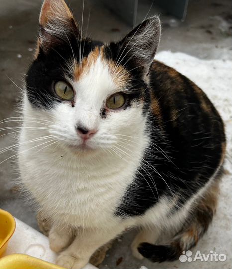 Кошки в добрые руки