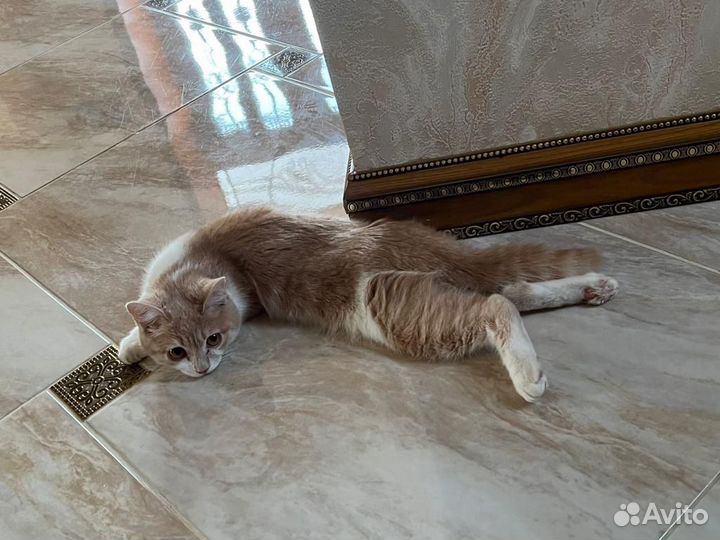 Кошки в добрые руки бесплатно