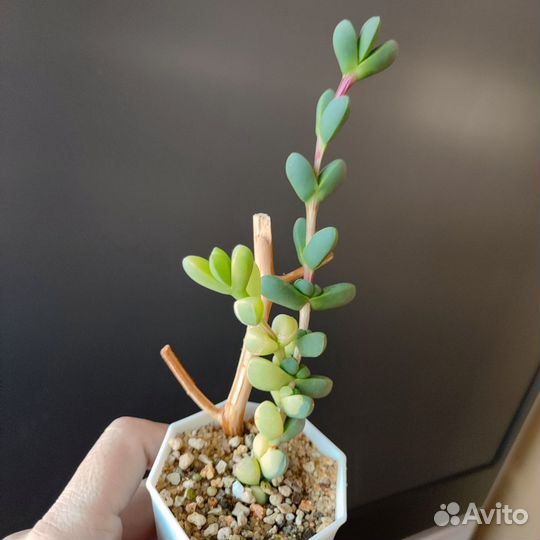 Корпускулярия Лемана. Черенок