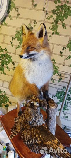 Чучело имитация лиса с трофеем совы