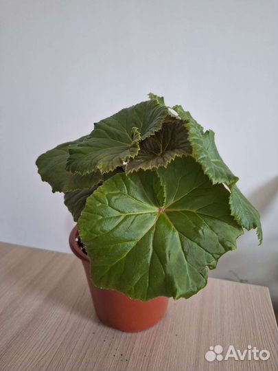 Бегония элатиор