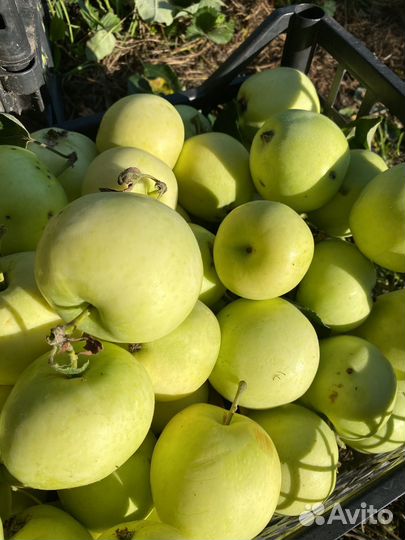 Яблоки Белый налив сьемные