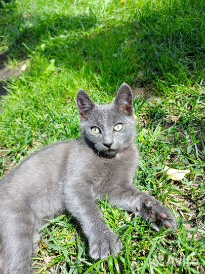 Котодети ищут заботливых хозяев