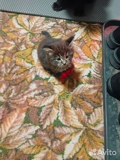 Продам мейн-кунят