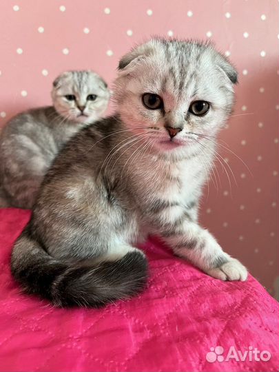 Клубные котята девочка и мальчик с документами