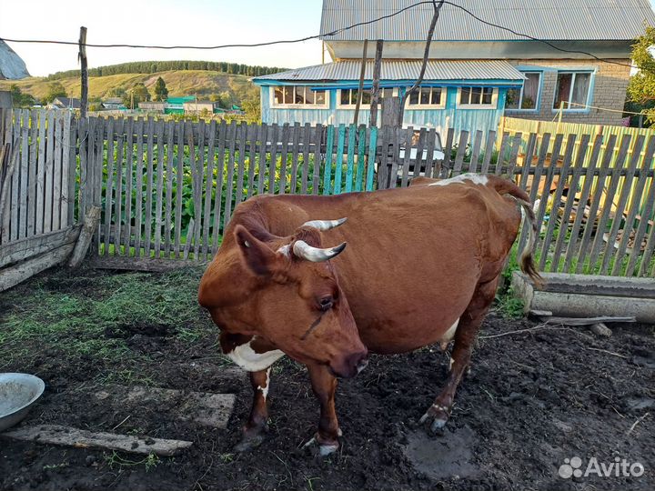 Корова дойная