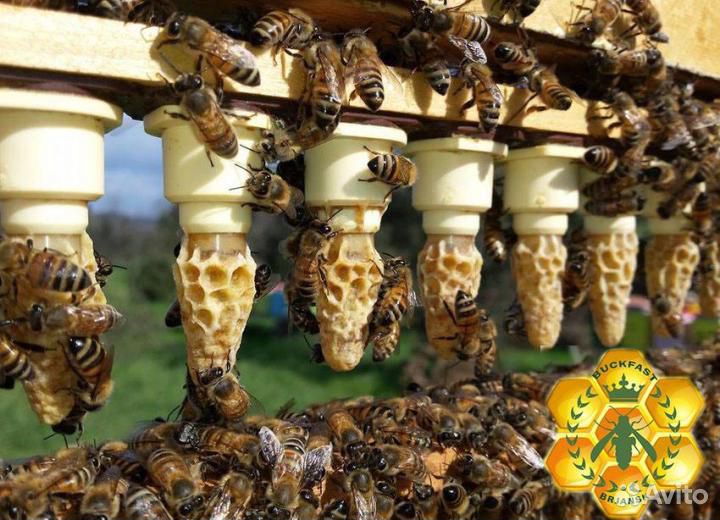 Пчеломатки