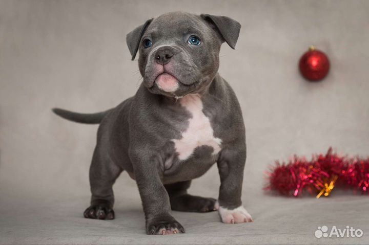 Булли покет мальчик