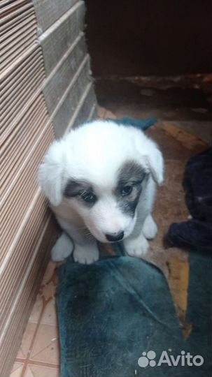 Митис хаски