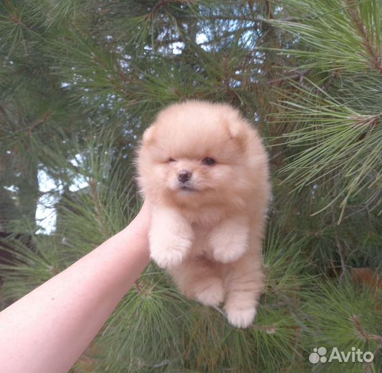 Померанский шпиц мини