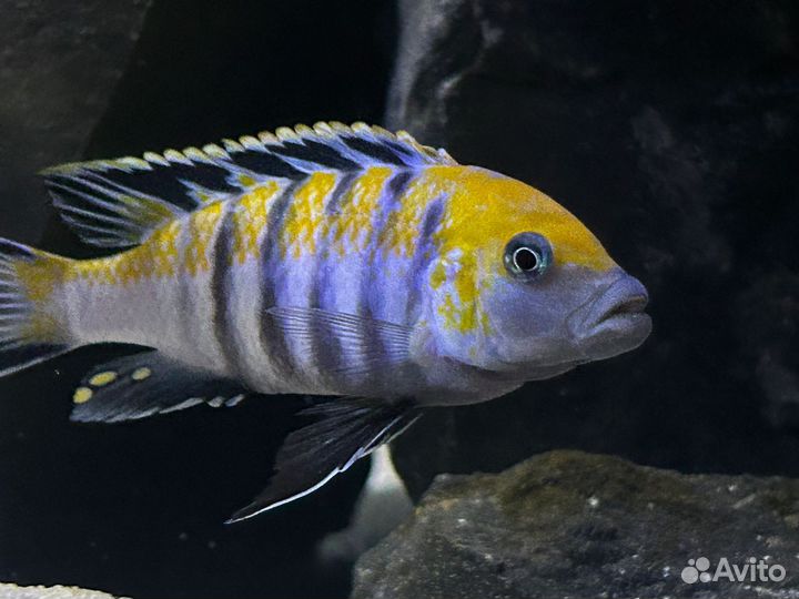 Малавийские цихлиды(Мбуна) своего разведения