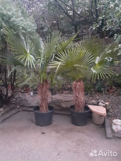 Пальма трахикарпус