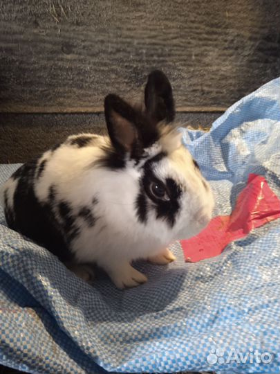 Кролики декоратианые