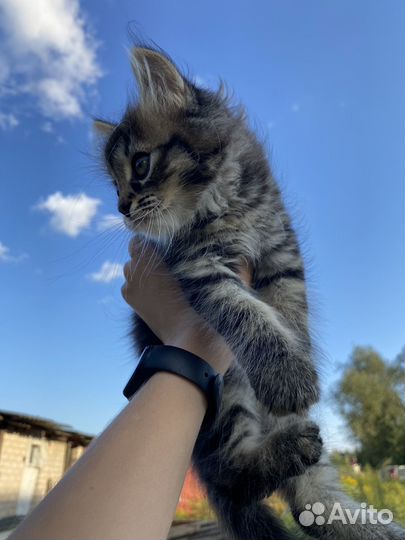 Котята мальчики