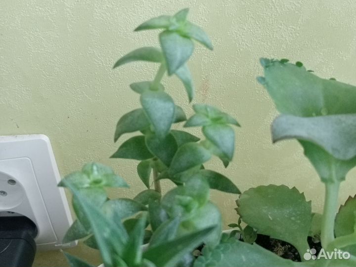 Крассула перфората