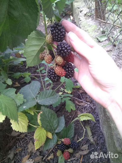 Саженцы ежевики бесшипной укрывной