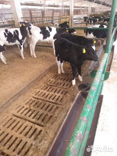 Телята бычки