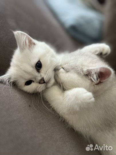 Британская шиншилла в добрые руки