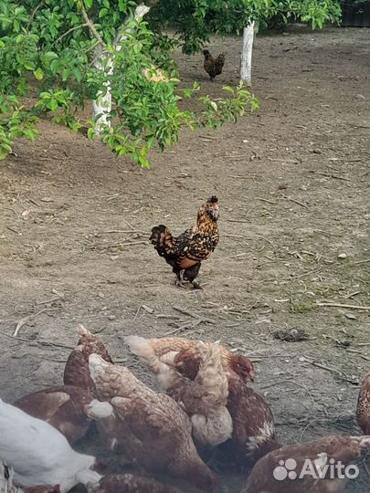 Куры несушки