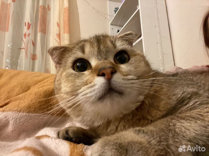 Вислоухий британец