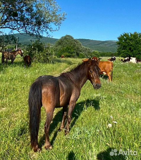 Жеребчик пони