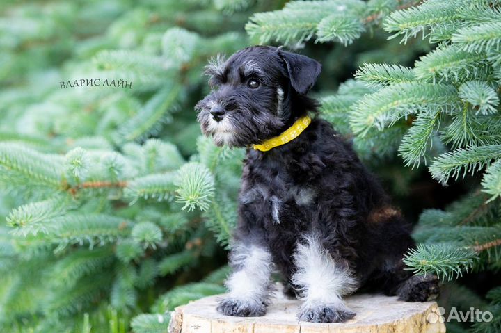 Цвергшнауцер