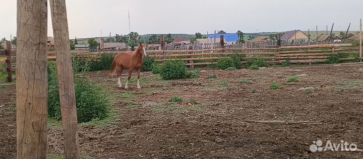 Годовалый жеребчик