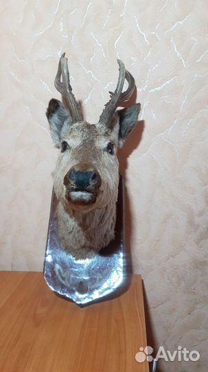 Чучело косули