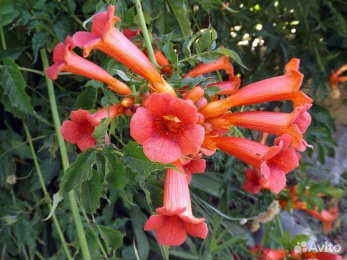 Растения для сада