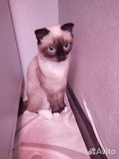 Котенок в добрые руки