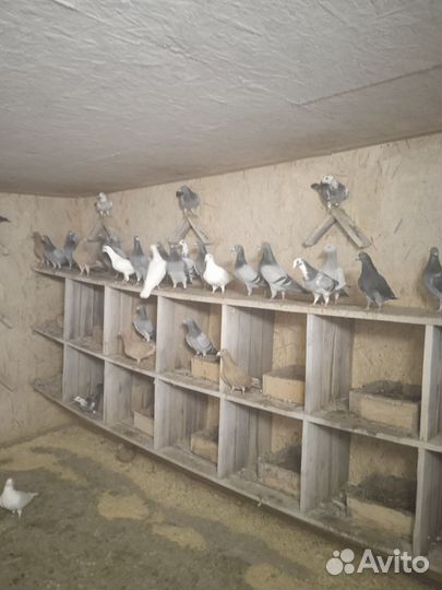 Голуби чехи