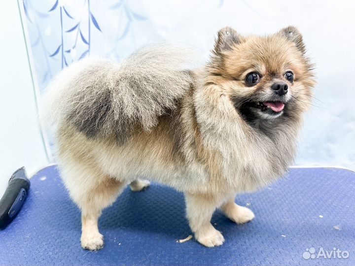 Груминг стрижка собак