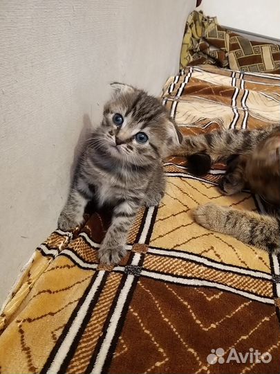 Кошка в дар