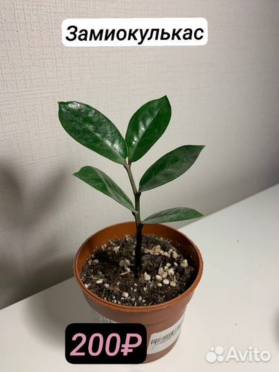 Белая и Розовая принцесса