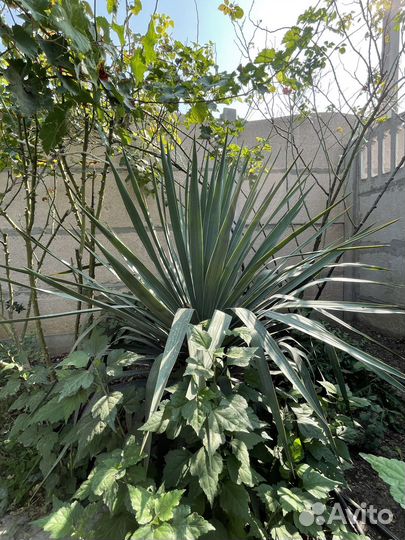 Пальма юкка