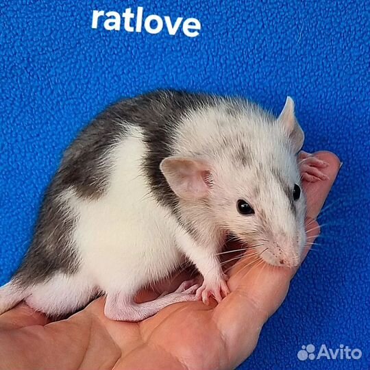 Крысята дамбо редкие мальчишки от ratlove