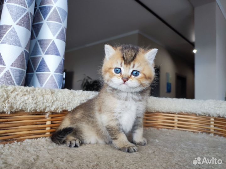 Британский котик