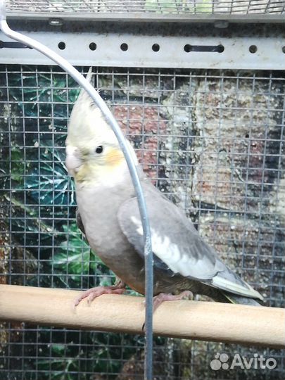Попугай корелла мальчик 3 месяца